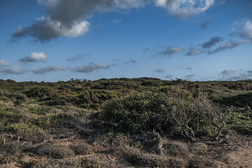 Fototapeta premium Mediterranean scrub shaped by the wind in Gallura, Sardinia