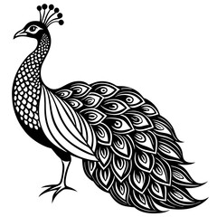 peacock isolated on white