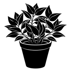plant in a pot