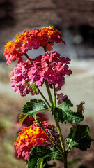 Rainbow Lantana, Image 4