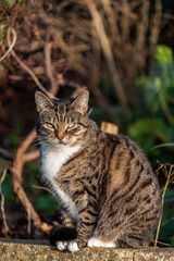 Tabby cat sitting on garden fence, looking at camera with greenery background, feline portrait in outdoor setting concept