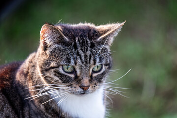 Portrait of a Tabby Cat with Green Eyes in Sunlight Outdoors with Focus on Whiskers and Feline...