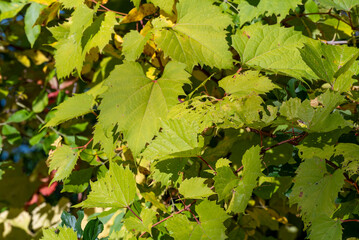 Wild Grapevine Along The Fox River Trail Near De Pere, Wisconsin, In Fall