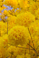 Brazilian Savannah Flower. The Brazilian flowers are delicate, beautiful, rare and have many colors.