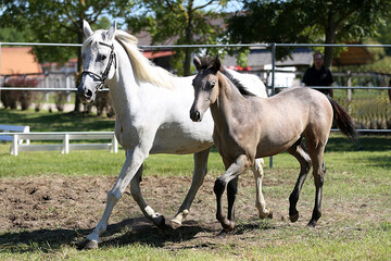 Beautiful young foal and mare showing skills at rural animal farm on horse survey show