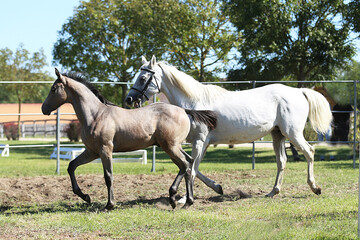 Beautiful young foal and mare showing skills at rural animal farm on horse survey show