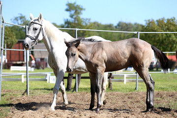 Beautiful young foal and mare showing skills at rural animal farm on horse survey show