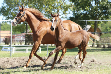 Obraz premium Beautiful young foal and mare showing skills at rural animal farm on horse survey show