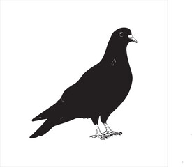 Obraz premium silhouette of a bird