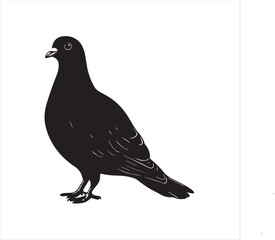 Fototapeta premium pigeon isolated on white background, 