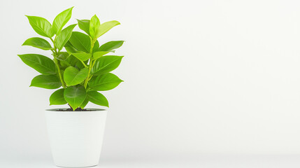 plant in flowerpot, plant in a pot, green leaves