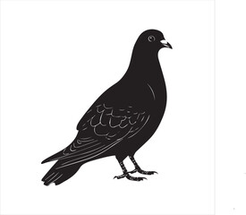 pigeon isolated on white background