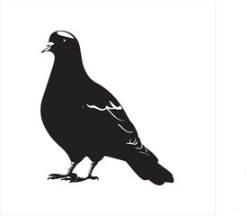 pigeon isolated on white background, 