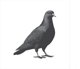 pigeon isolated on white background, 