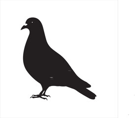 pigeon isolated on white background