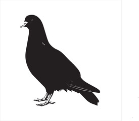 pigeon isolated on white background, 
