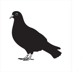 Fototapeta premium pigeon isolated on white background, 