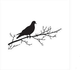 pigeon isolated on white background, 