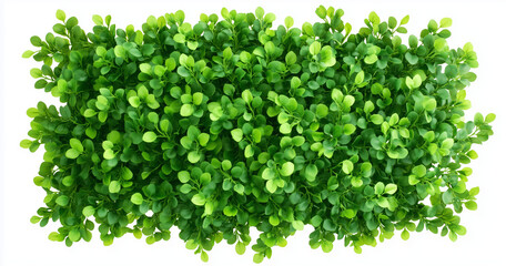 Obraz premium A Garden boxwood hedge wall, green leaves background isolated on a white background