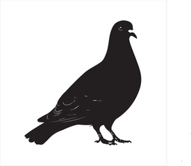 Fototapeta premium pigeon isolated on white background, 