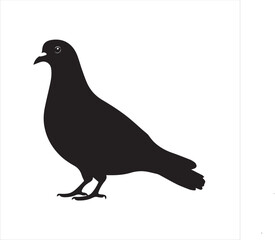 Fototapeta premium pigeon isolated on white background, 