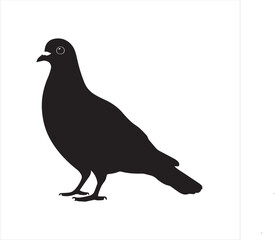 Fototapeta premium pigeon isolated on white background