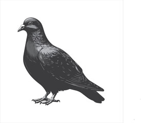 pigeon isolated on white background, 