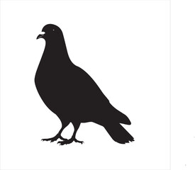 Fototapeta premium pigeon isolated on white background, 