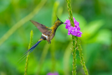 Wire-crested Thorntail - Discosura popelairii, in flight on green background, on a plant stem on green background