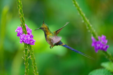 Wire-crested Thorntail - Discosura popelairii, in flight on green background, on a plant stem on green background