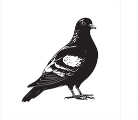 pigeon isolated on white background, 