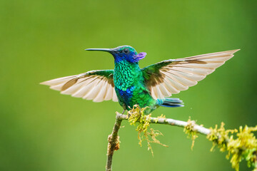 The sparkling violetear (Colibri coruscans), in flight on green background, on tree branch against green background, Mindo, Ecuador