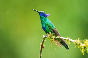 The sparkling violetear (Colibri coruscans), in flight on green background, on tree branch against green background, Mindo, Ecuador