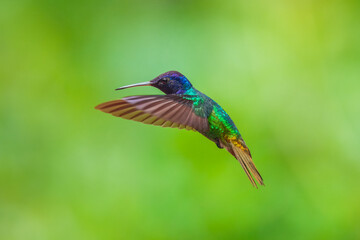 Flying Golden-tailed Sapphire - Chrysuronia oenone, beautiful colored hummingbird from Andean slopes of South America, Wild Sumaco, Ecuador.