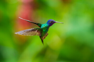 Flying Golden-tailed Sapphire - Chrysuronia oenone, beautiful colored hummingbird from Andean slopes of South America, Wild Sumaco, Ecuador.