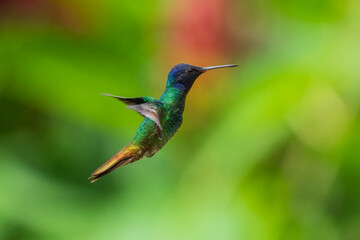 Fototapeta premium Flying Golden-tailed Sapphire - Chrysuronia oenone, beautiful colored hummingbird from Andean slopes of South America, Wild Sumaco, Ecuador.