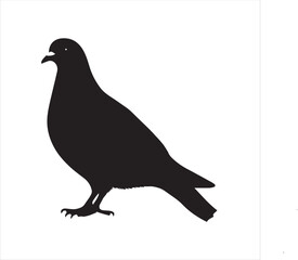 Fototapeta premium pigeon isolated on white background, 