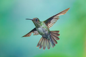 Female Golden-tailed Sapphire - Chrysuronia oenone, beautiful colored hummingbird from Andean...