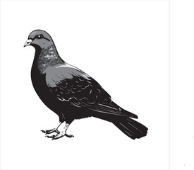 pigeon isolated on white background, 