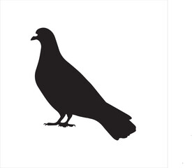 pigeon isolated on white background, 