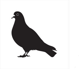 pigeon isolated on white background, 