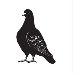 pigeon isolated on white background, 