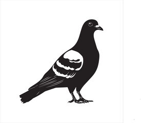 pigeon isolated on white background, 