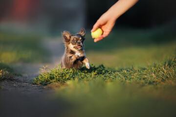 happy chihuahua puppy waiting for owner to throw a ball