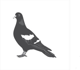 Fototapeta premium DOVE Adobe Illustrator Artwork