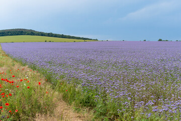 Field of blooming purple lacy phacelia flowers