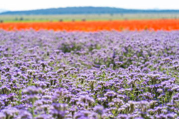 A field of purple lacy phacelia flowers in bloom, with a field of red poppies in the background