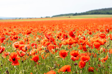 Blooming red poppy field in summer