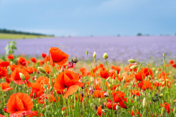 Blooming red poppy field in summer in the background field of purple lacy phacelia flowers