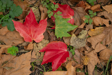 Bright red and green autumn leaves on the ground surrounded by dry brown foliage and fresh green plants in a forest. Concept of seasonal change, beauty of nature, and fall colors